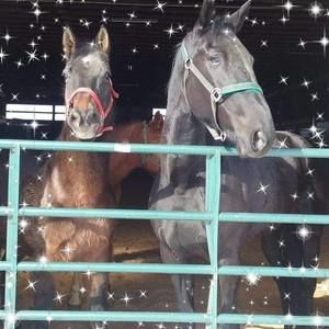 Meet your Posher, Missi